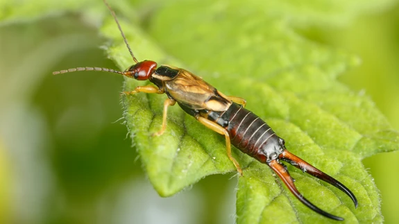 Kõrvahark on kõigesööja. Ta võib toituda nii surnud kui ka elavatest taimeosadest.