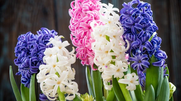 Üksi üsna tagasihoidlik, ent grupina esiletulev kaunitar.