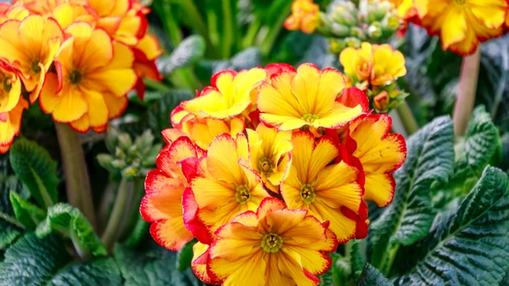 Õitsemise ajal vajab priimula palju vett.