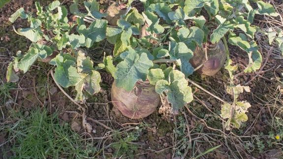 Kaalikal võib esineda magneesiumi- ja booripuudust, viimane põhjustab kaalika klaasistumishaigust.
