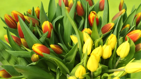 Kindlalt eelistatud staarlill.