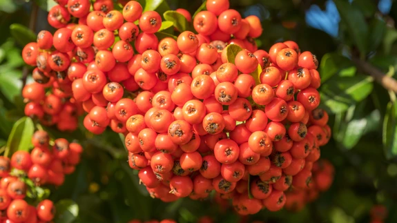 Nagu marjadki, on ka õietee kasulik reuma ja hingamisteede haiguste, eeskätt tugeva köha korral.