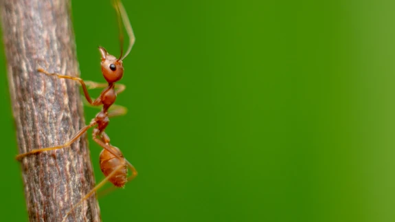 Pole vist aeda, mis ei oleks sipelgatega hädas.