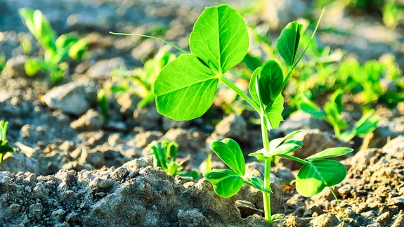 Aedherne idanemiseks piisab juba mõnest soojakraadist.