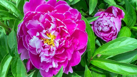 Mida kauem pojeng ühel kohal kasvab, seda võimsamaks ta muutub.