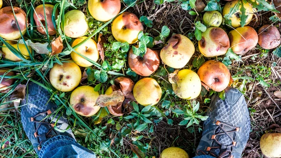 Korja viljapuude võrast ja maapinnalt kõik mädanenud ja kuivanud viljad.