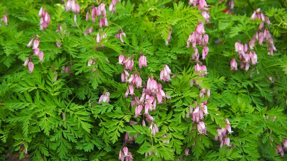 Õevane murtudsüda katab pinna kaunilt õhuliselt.