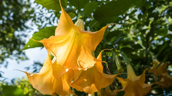 Inglitrompeti õied võivad olla valged, kollased, oranžid või helepunased.