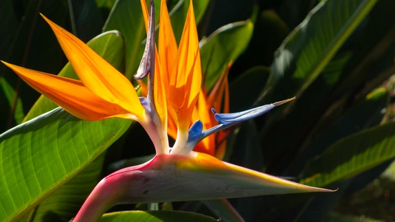 Paradiisilinnulill on valgusnõudlik.