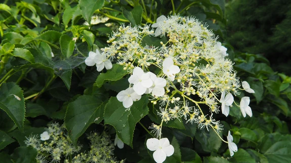 Valgetel, 20-30 cm läbimõõduga õisikutes on hortensiatele omaselt palju kahekojalisi õisi.