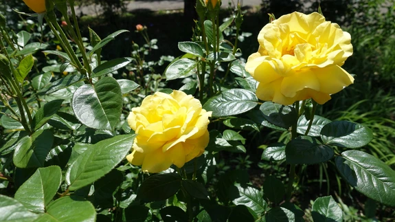 Istutage kultuurroosid päikeselisse tuule eest kaitstud kohta, kus nende õied pakuksid õues viibijatele või möödujatele silmarõõmu.