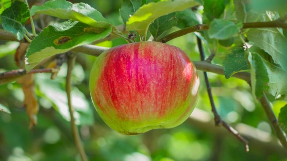 Üleaastane viljakandvus tekib tavaliselt siis, kui puu on aastaid lõikamata ning võra väga tihedaks läinud.