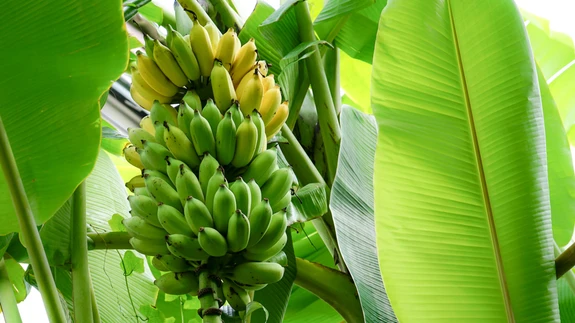 Talveaias võiks saaki saada.