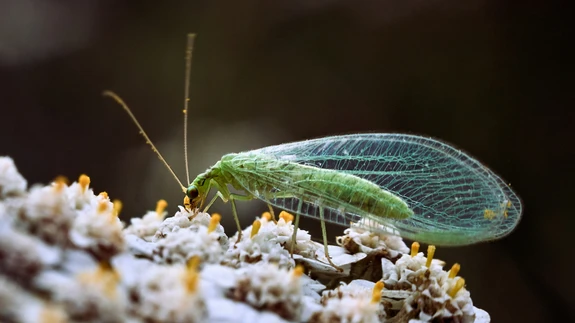 Talvituma läheb kiilassilm rohelisena, kuid peagi pigment kaob ning putukas muutub ilmetult hallikaks.