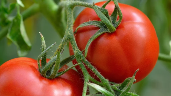 Tomati kõrval tasub kasvatada saialille.