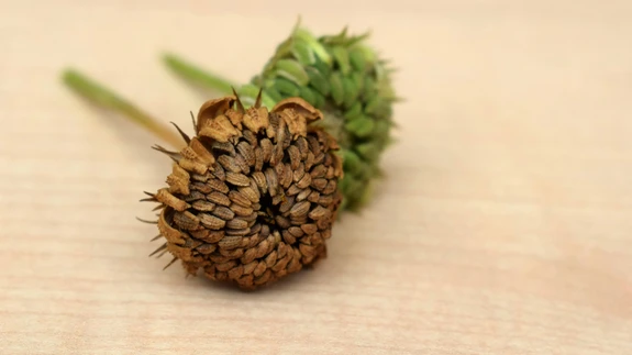 Paljundamiseks-vahetamiseks tasub seemneid korjata ainult tervetelt taimedelt.