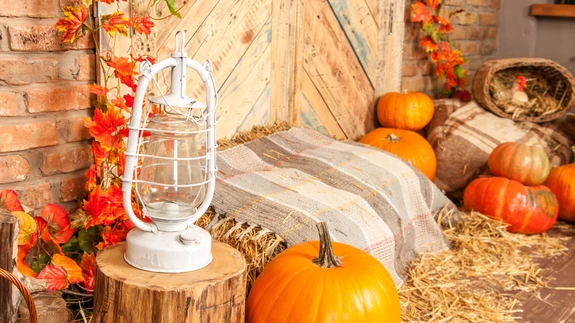 Lisaks toidulauale sobib kõrvits hästi ka dekoratiivelemendiks.