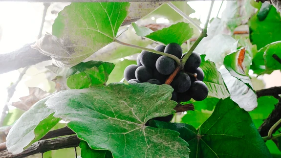 Tahmkate esineb enamasti soojas kasvukohas: kasvuhoones ja väljas lõunaseina ääres.