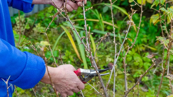 Kui maas kasvaval põõsal peaks olema 12-16 eri vanuses oksa, millest 8-10 on kandeealised, siis tüvivormidel võiks olla 9-10 eriealist oksa, sealhulgas 6-7 viljakandvat.