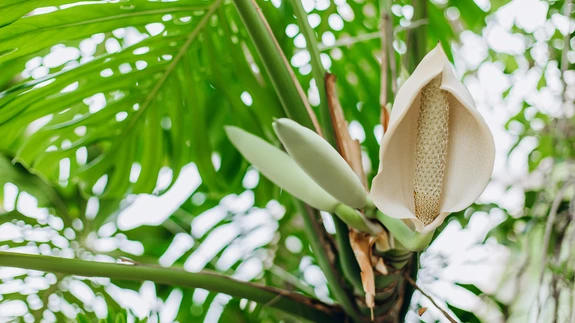 Toataimena kasvav monstera õitseb üliharva.