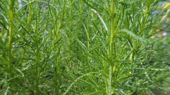 Rohekas santoliin (Santolina viridis).