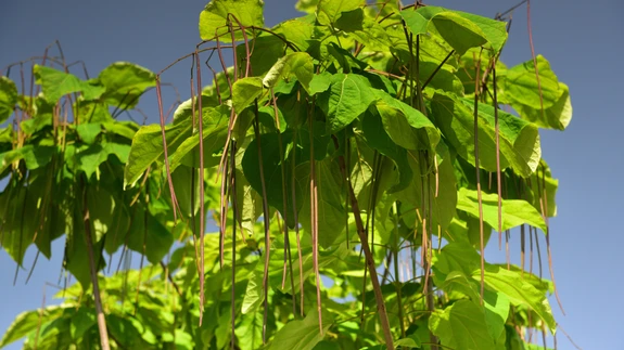 Sügiseti ja talviti kaunistavad seda suurt puud ebamaised, pea poolemeetrised rohked kaunad. 