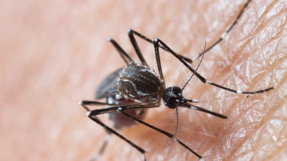 Kui juba on tekkinud nahaaluse koe muutused, võib isegi sääsehammustus säärel põhjustada mitteparaneva haavandi. 