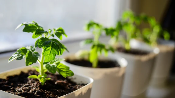 Sirguvaid tomatitaimi tuleb kindlasti väetada, sest istikute ettekasvatusaeg on pikk.