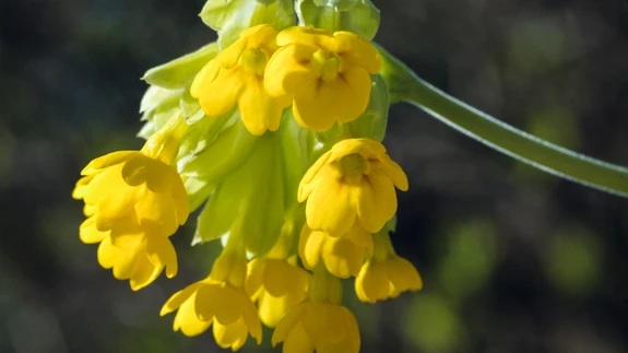 Nurmenukutee peletab väsimust, ajab palavikus olija higistama ning vaigistab külmetushaiguse köha.