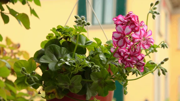 Ripp-pelargoon sobib sinna, kus varred saavad vabalt alla rippuda: rõdukasti, amplisse, kõrgesse aiavaasi.