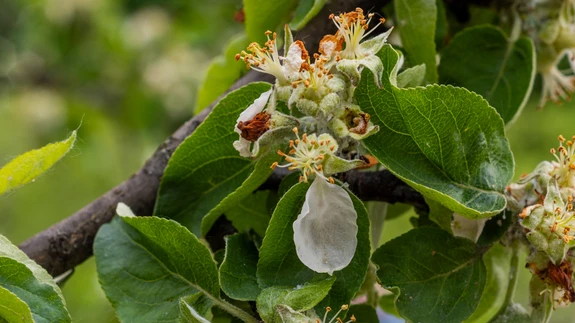 Õunapuu-õielõikaja on end sisse seadnud.