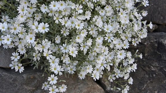 Karvane kadakkaer (Cerastium tomentosum).