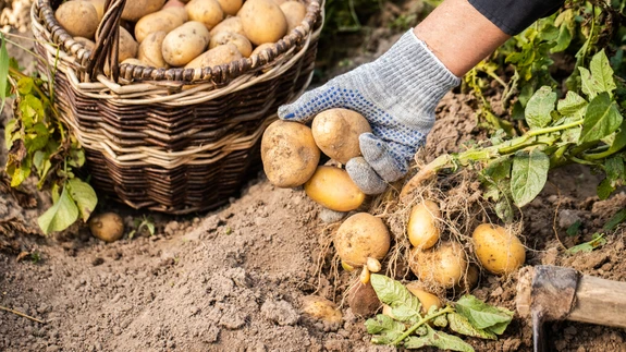 Koristusaja määramisel tuleb arvestada ka taimehaigustega.