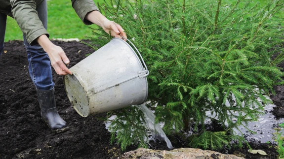 On olemas ka pulbrilised vees lahustuvad sügisväetised, mis on taimedele kiiresti kättesaadavad.