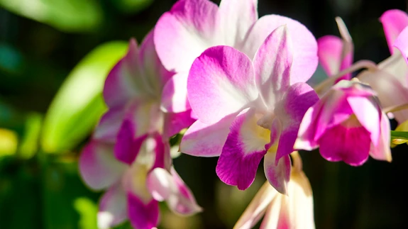 Dendroobium on pärit Lääne-Hiinast ja Taiwanilt.