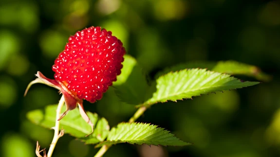 Maasikvaarika maitsenüansid avalduvad paremini siis, kui vilju kuumutada. Seetõttu valmistatakse sellest marjast mahla ja muid hoidiseid.