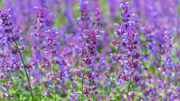 Harilik naistenõges.