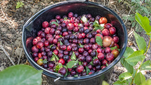 Ploomid tugevdavad verd ja sobivad rauavaegusaneemia ennetamiseks, sest sisaldavad hästi imenduvaid rauaühendeid koos C-vitamiiniga.
