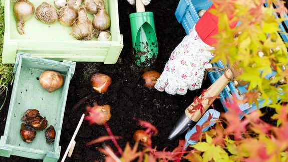 Kontrolli sibulaid ostes ja enne mahapanekut! Vigastatud ja seenetanud sibulaid ei tasu maha panna.