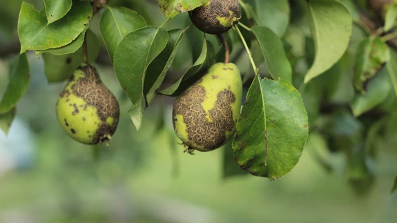 Pirnipuu-kärntõbi.