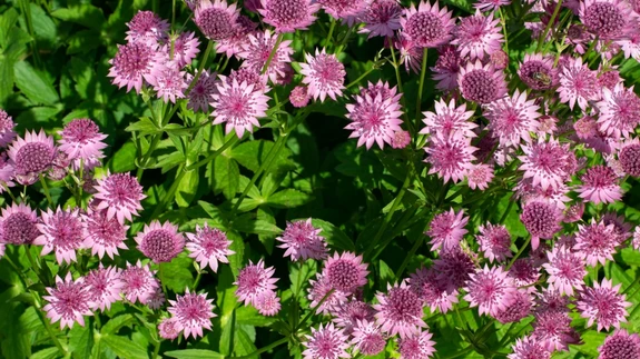 Tähtputk – üks pikemalt õitsevaid püsikuid, mille õied avanevad üksteise järel väga pika perioodi jooksul. 