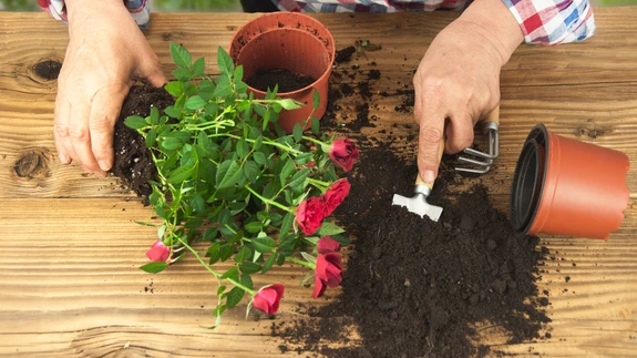 Toataimemuld vajab aeg-ajalt rikastamist.