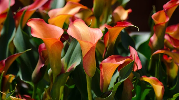 Kauneid ja värvilisi kallasid ei tohi kindlasti jätta peenrasse, sest nad ei talvitu.