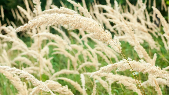 Lühikarvane kastik - kaunilt õhuline.