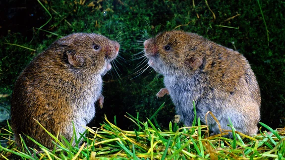 Mitmekülgne - mügri ujub ja sukeldub vees ning liigub nii maa peal kui mulla all.