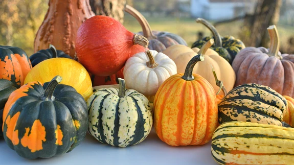 Kõrvitsa koor võib olla roheline, triibuline, helekollane, erkkollane või oranž.