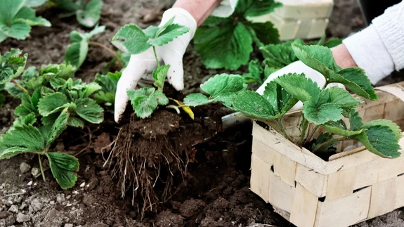 Seal, kus maasikat pole varem kasvatatud, edeneb ta kõige paremini.