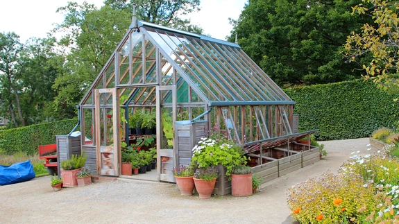 Kasvuhoonet õhuta ja tuuluta. Liigne kuumus pärsib taimede viljastumist, liigne niiskus aga soodustab seenhaiguste teket.