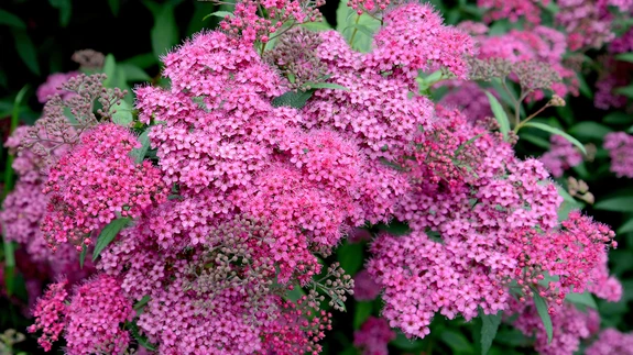 Jaapani enelast võib tagasi lõigata igal aastal.