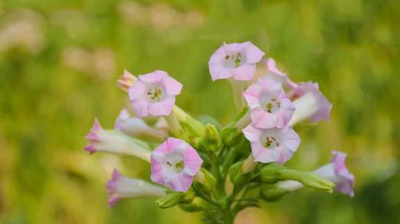 Tubakas hävitab lehemahlast toituvaid ja mullas elavaid kahjureid.